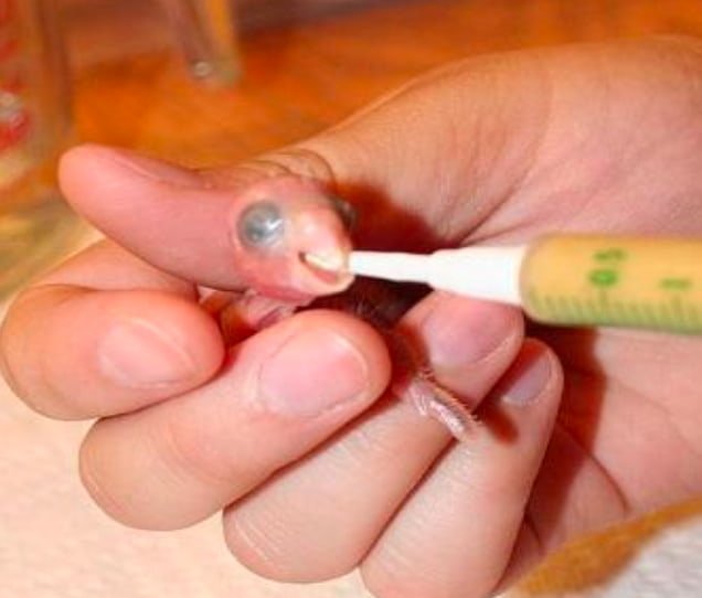 Feeding Management of Pet Birds