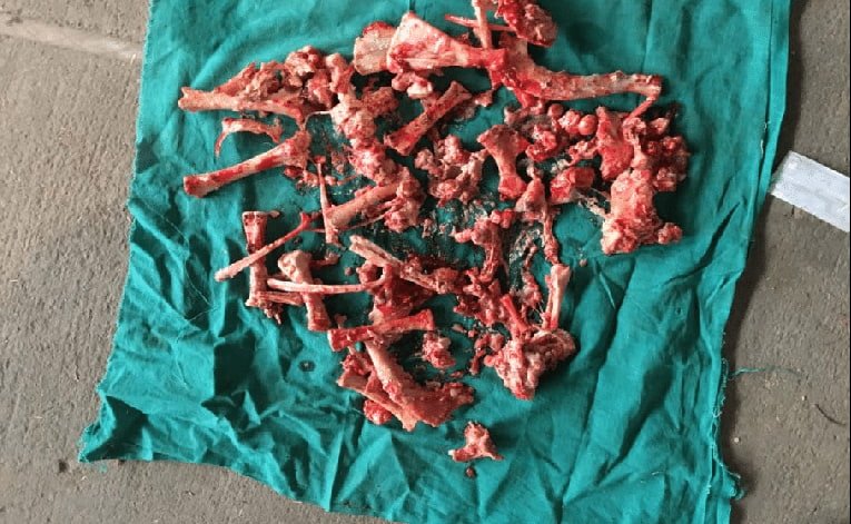 Fetal Bones and Tissues of Fetal Maceration Case in a Cow