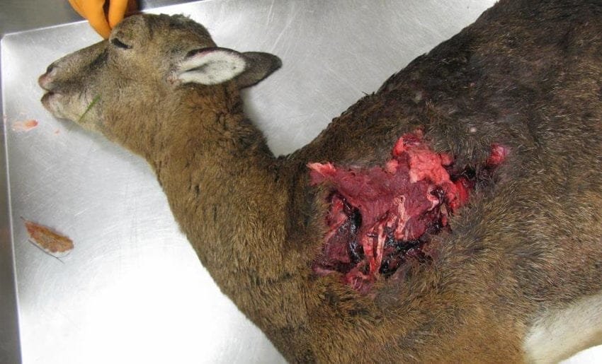 Firearm Wounds in Animals