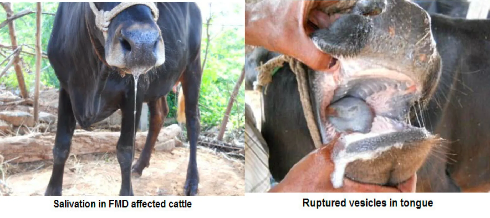 Foot and Mouth Disease Symptoms in Cattle
