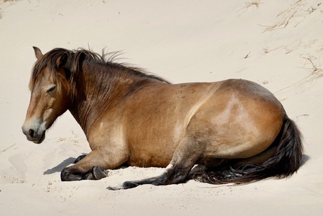 Forms of Male Infertility in a Horse