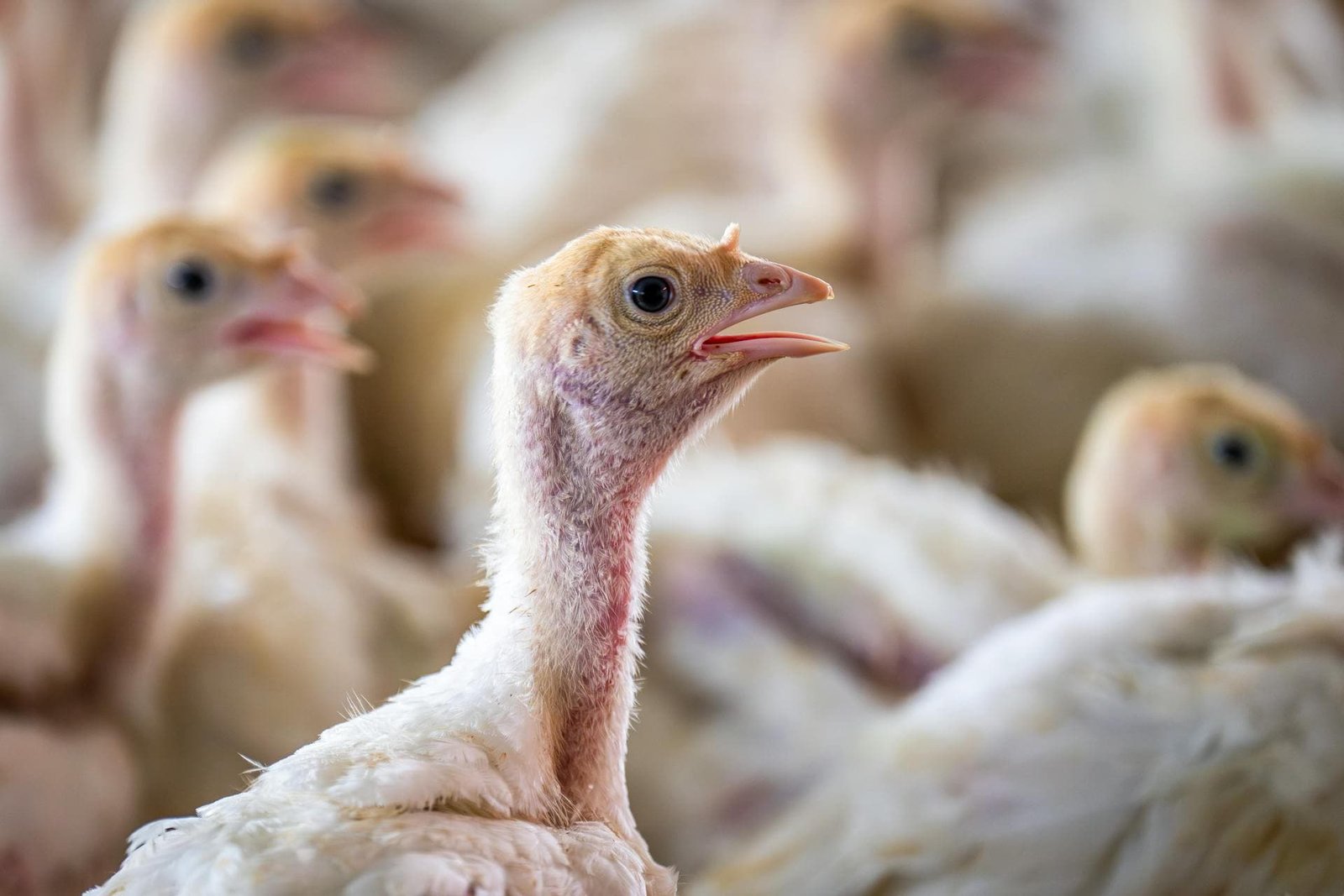 Fowl Typhoid in Animals (in chickens)