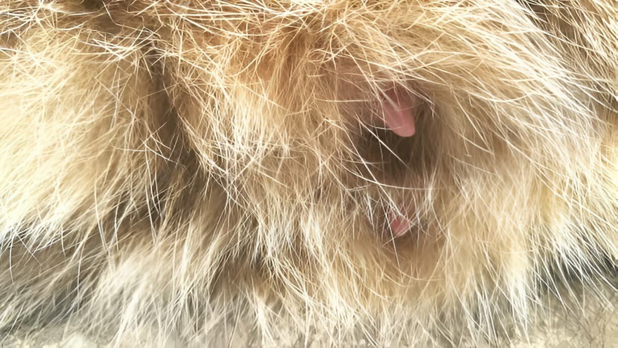 Galactostasis in a Female Cat (Queen)