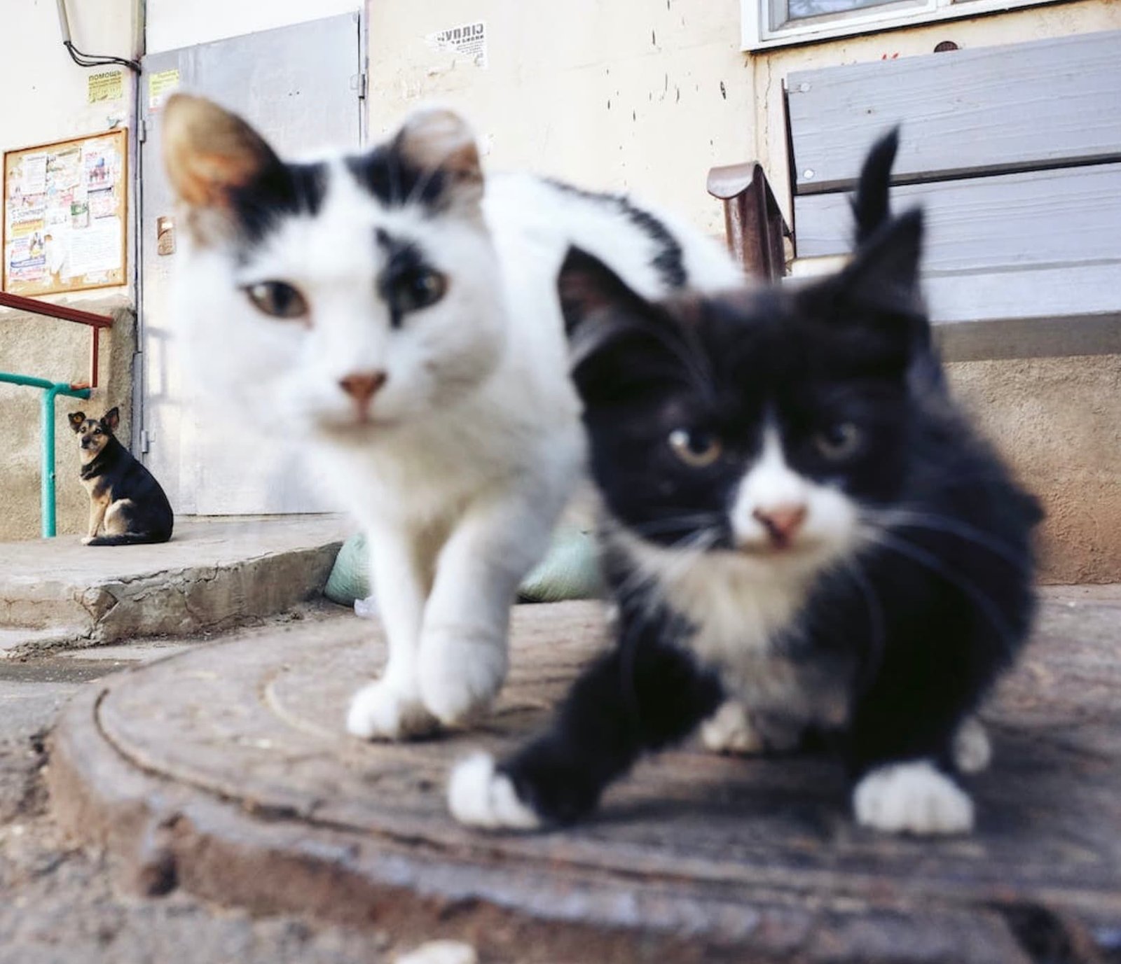 Gastritis in Small Animals (In picture, Cats are affected by acute gastritis)