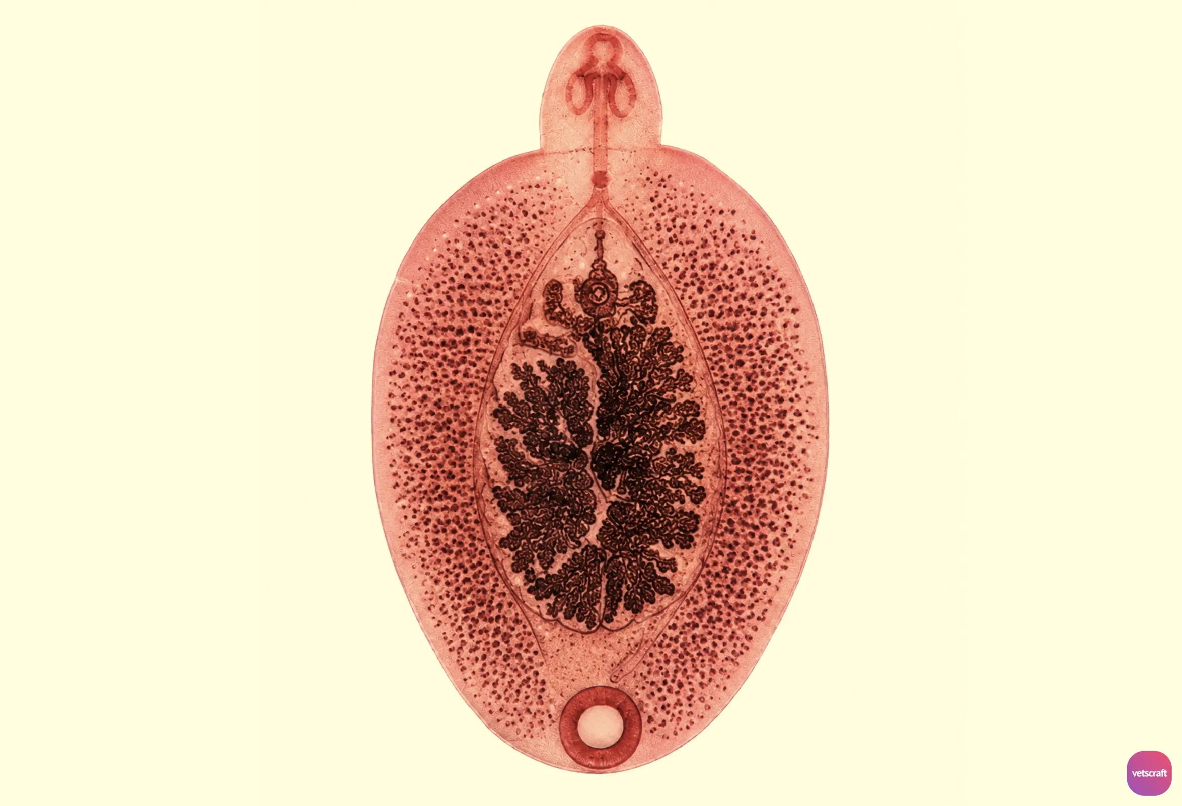 Gastrodiscus aegyptiacus (Intestinal Amphistome of Equines and Pigs)