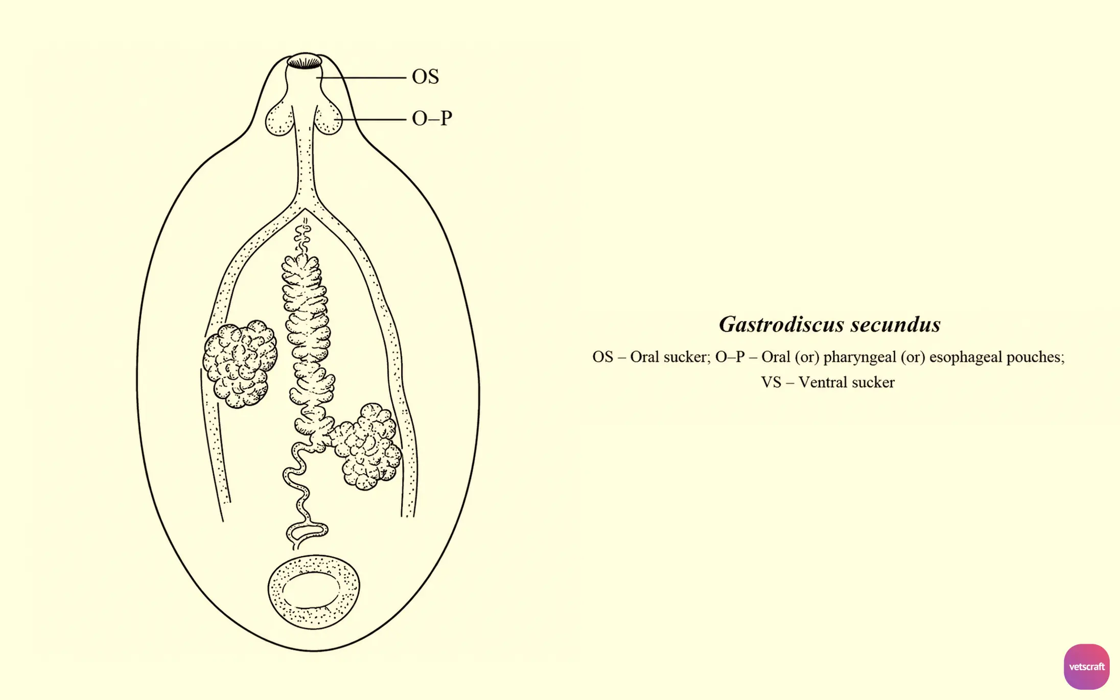 Gastrodiscus secundus (Intestinal Amphistome of Equines and Elephants)