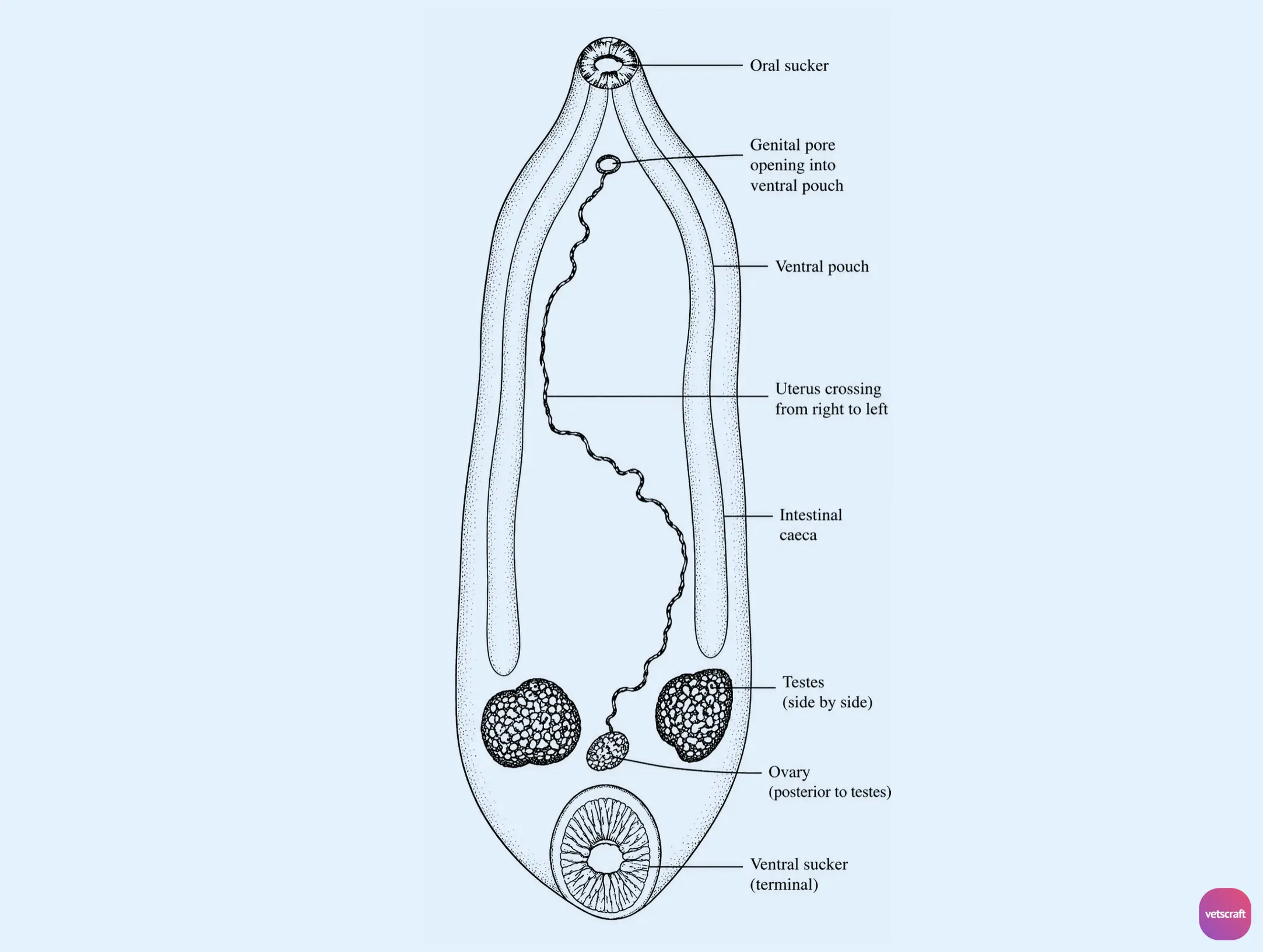 Gastrothylax crumenifer (Pouched Amphistome)