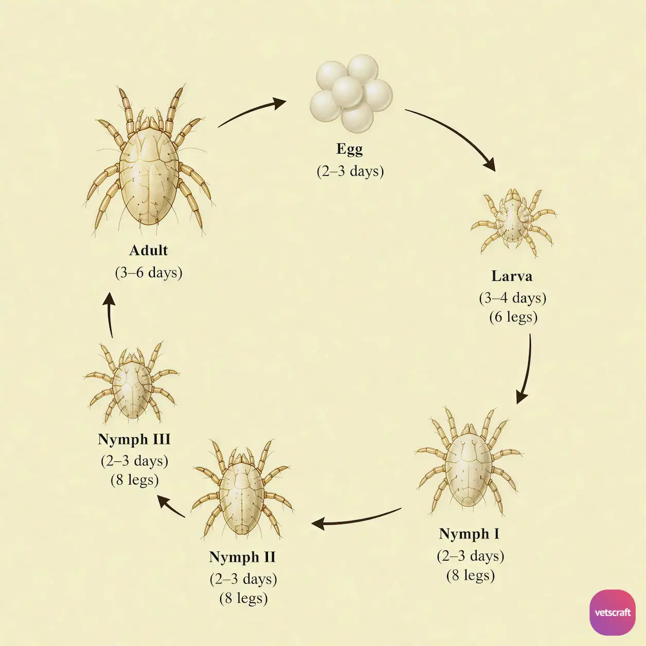 General Characters of Mites (Morphology and Life Cycle)