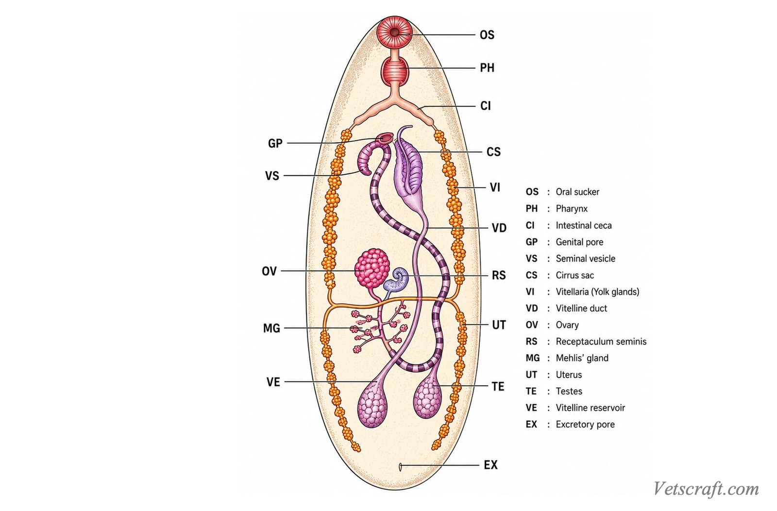 Generalized Reproductive System of a Digenean Trematode