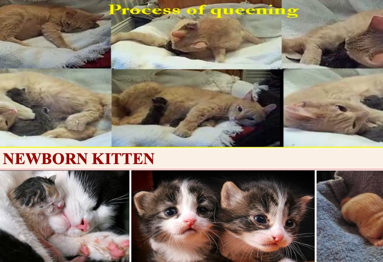 Gestation, Queening and Weaning Care of Cats