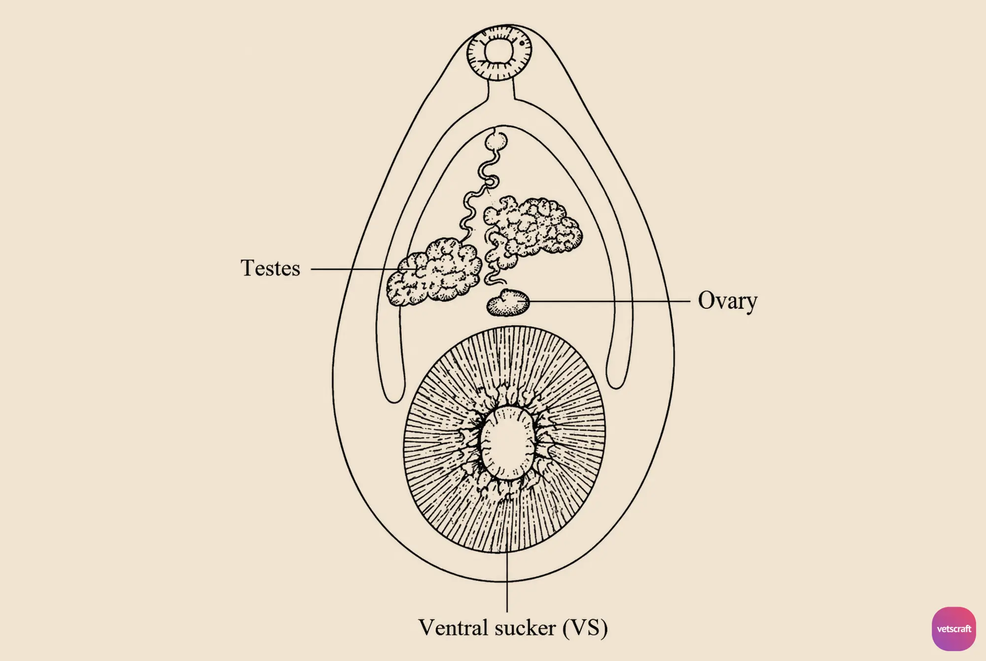 Gigantocotyle explanatum (Bile Duct Amphistome)