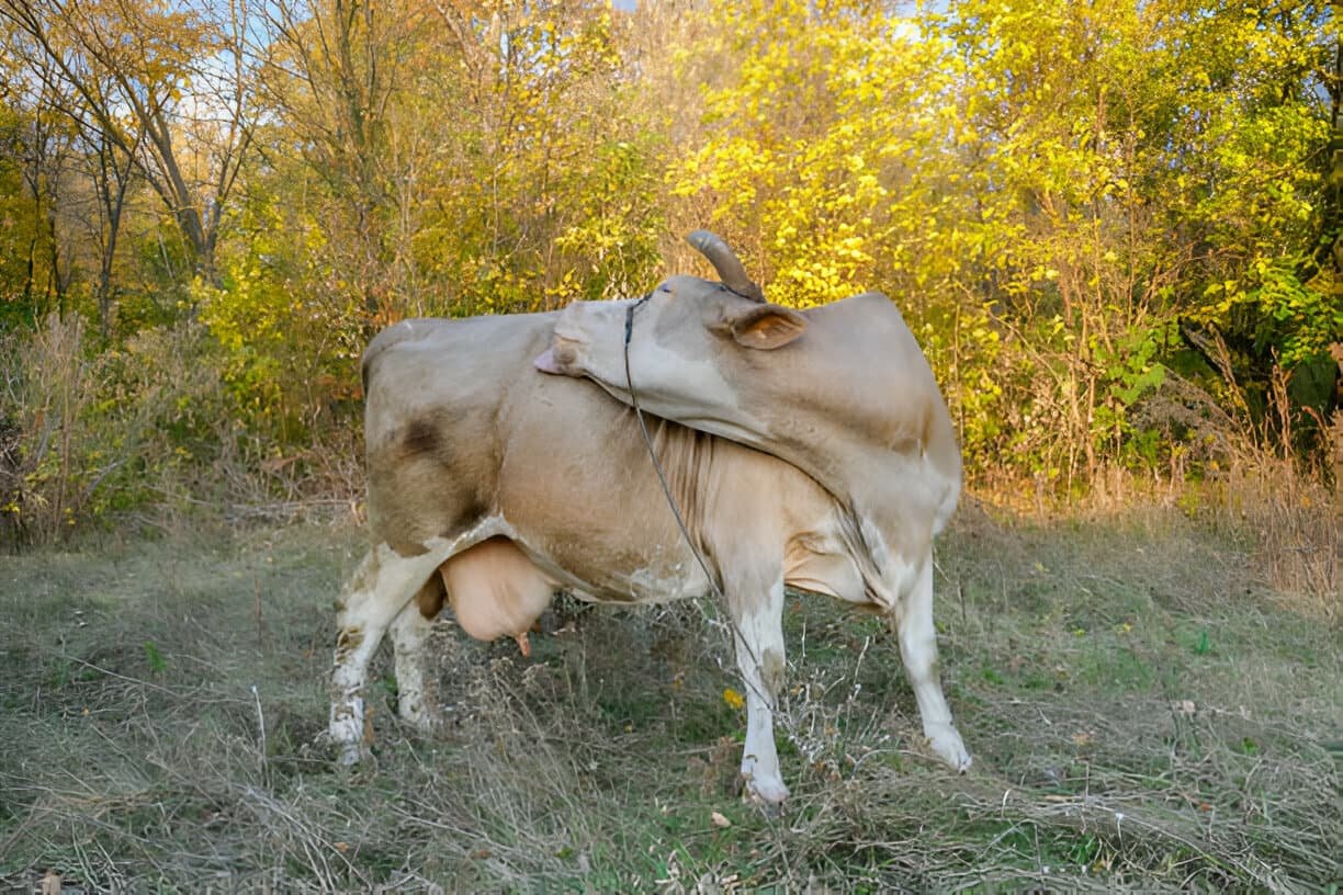 Gluteal Nerve Paralysis in a Cow