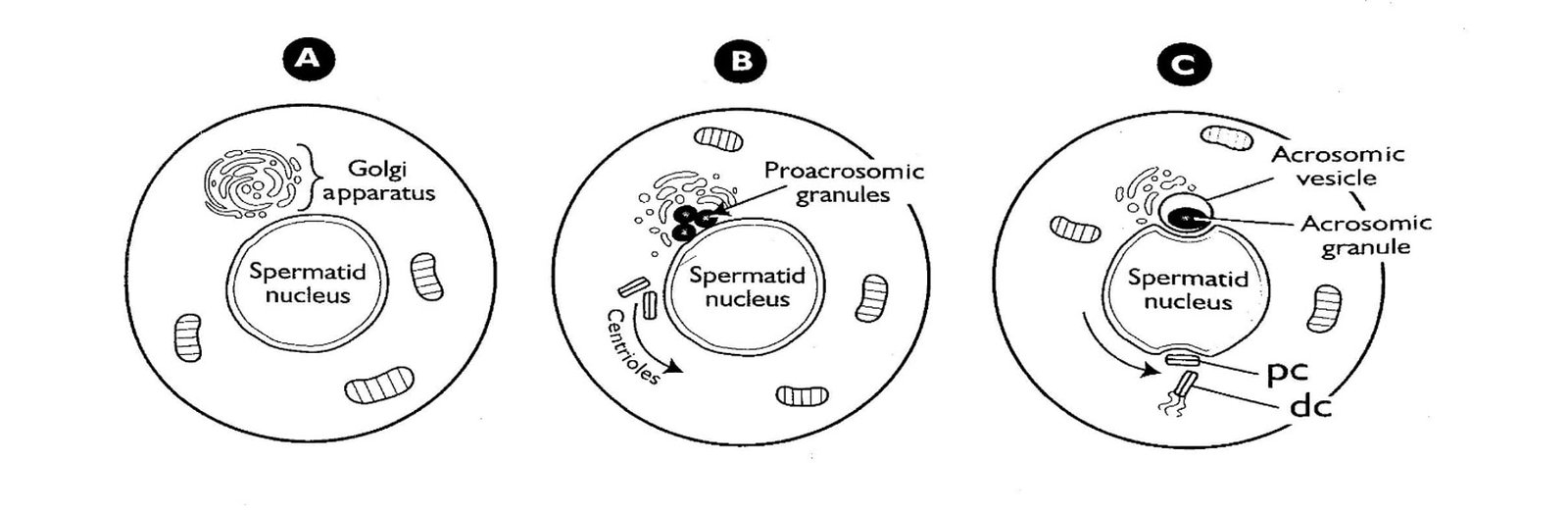 Golgi Phase of Spermatogenesis