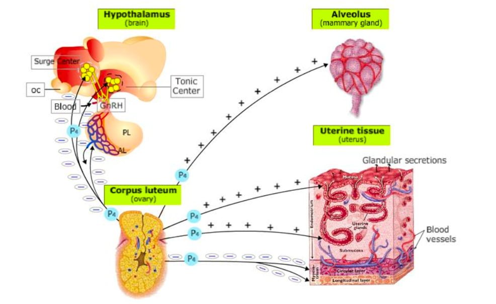 Gonadal Hormones in Animals in Gynaecology with Mechanism