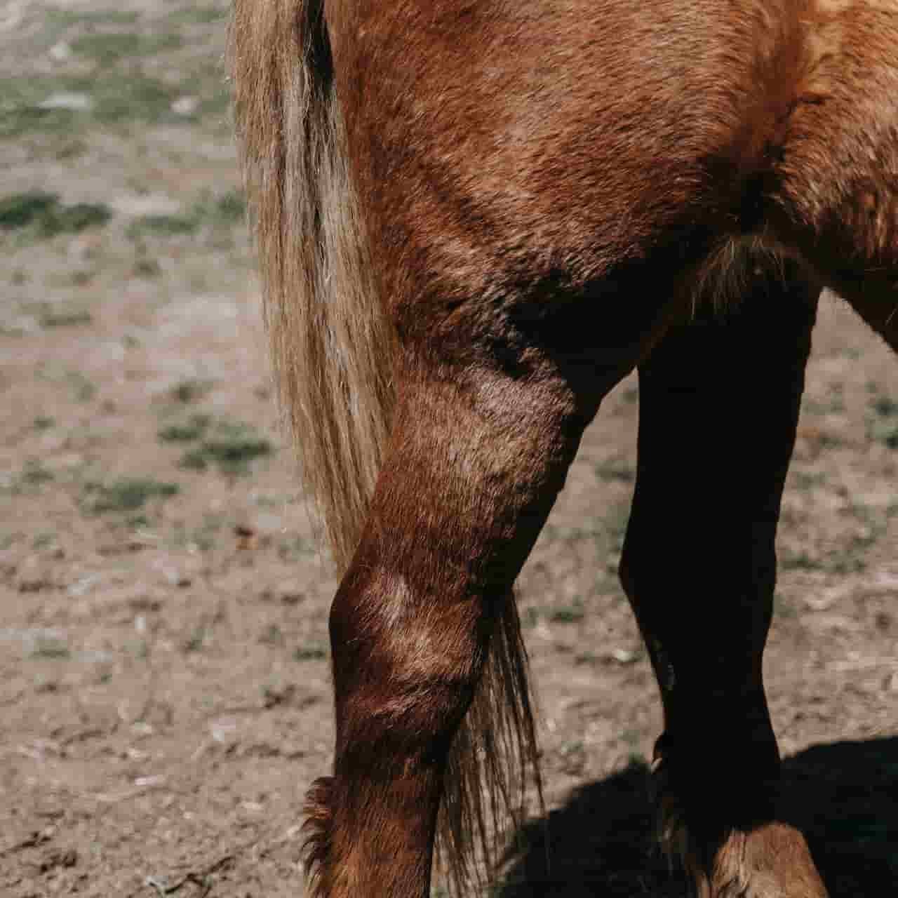 Gonitis affected limb of a horse