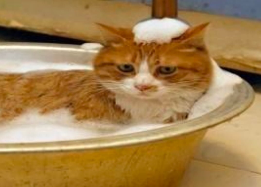 Grooming and Exercise for Cats