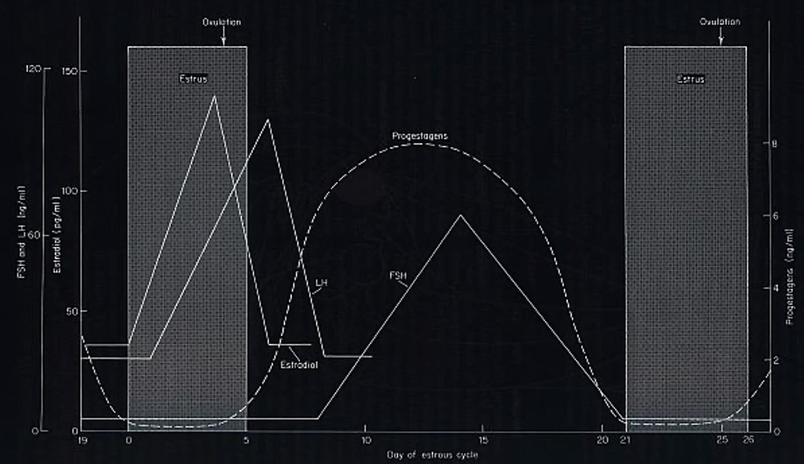 HORMONE CONCENTRATIONS IN PERIPHERAL BLOOD OF MARE DURING THE ESTROUS CYCLE