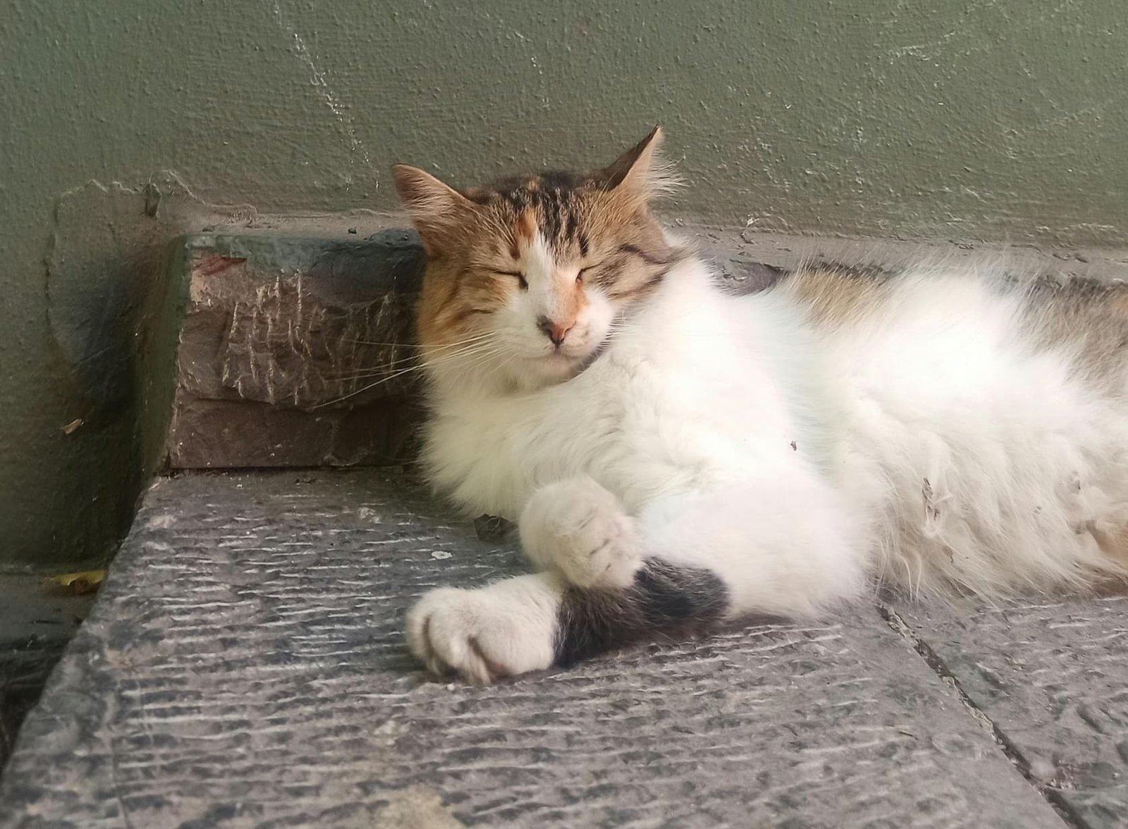 Habits and Behaviour of Cats