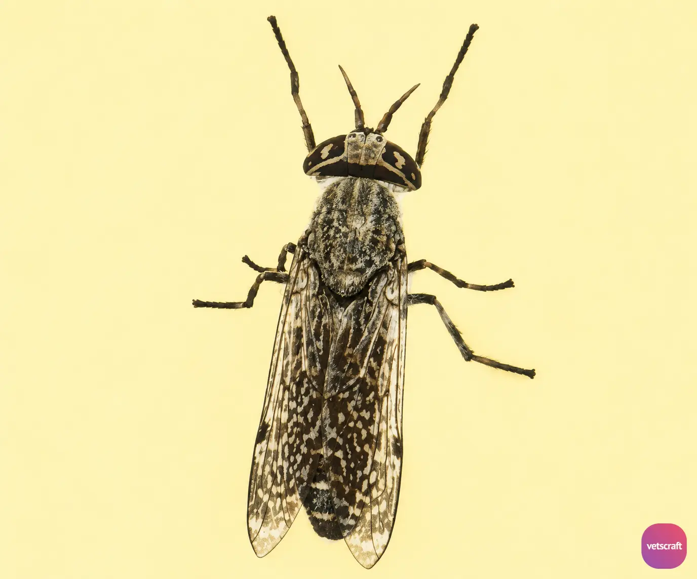 Haematopota (American Clegs, Large Gray Fly)