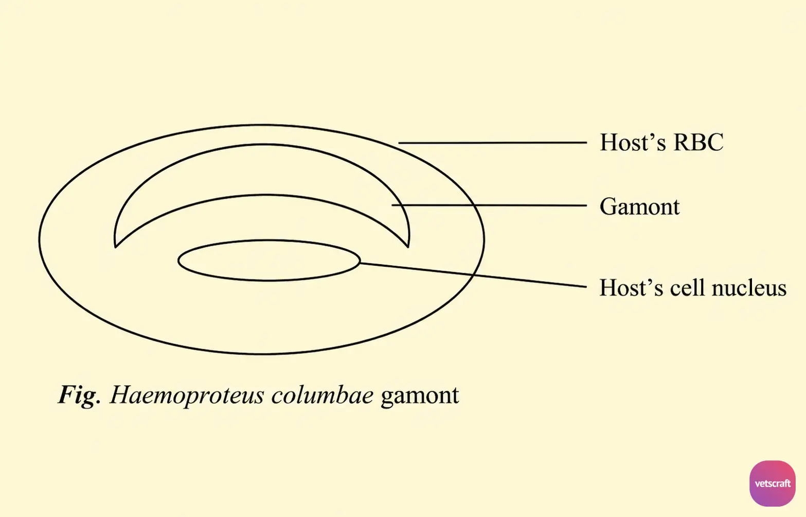 Haemoproteus columbae (Pigeon Malaria-Like Parasite) Gamont in a Pigeon Erythrocyte