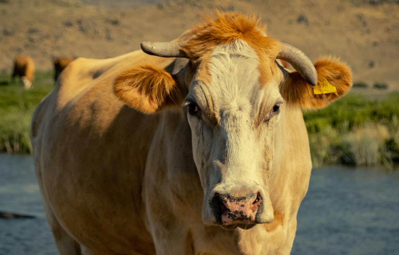 Haemorrhagic Septicaemia in a Cow