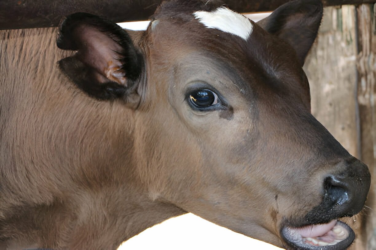 Head and Central Nervous System Anomalies in a Calf