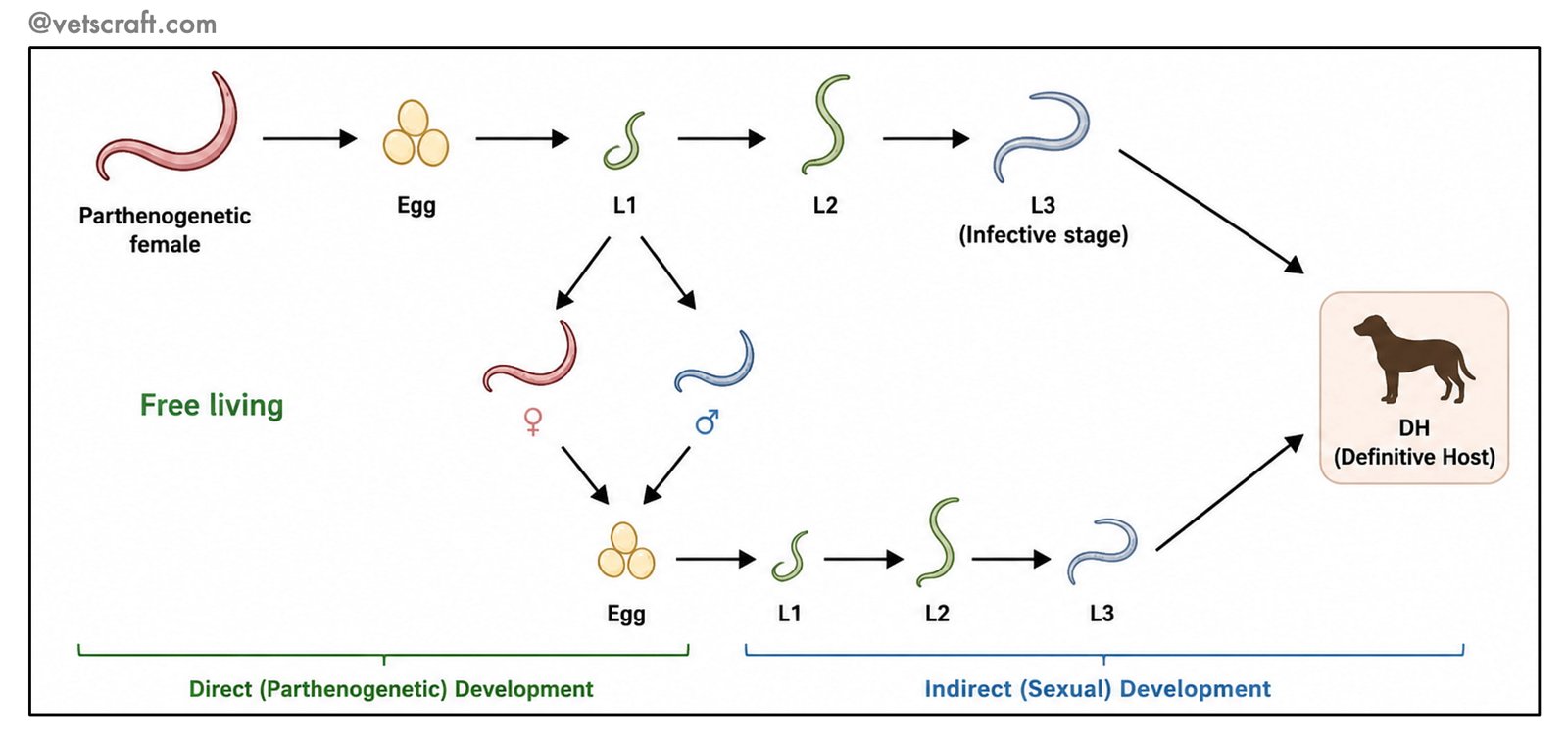 Heterogonic Life Cycle - Reproduction of Parasites