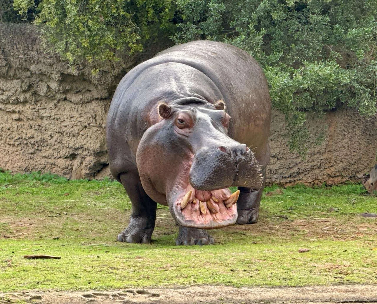 Hippopotamuse