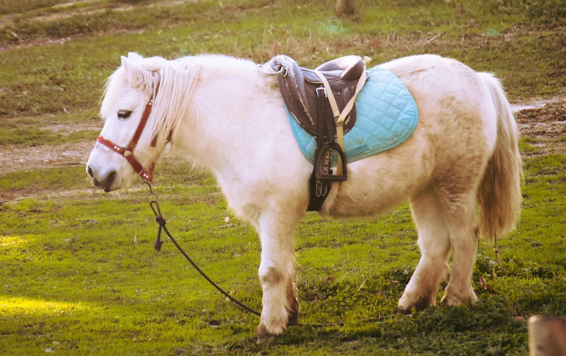 Histoplasmosis or Epizootic Lymphangitis in a Horse