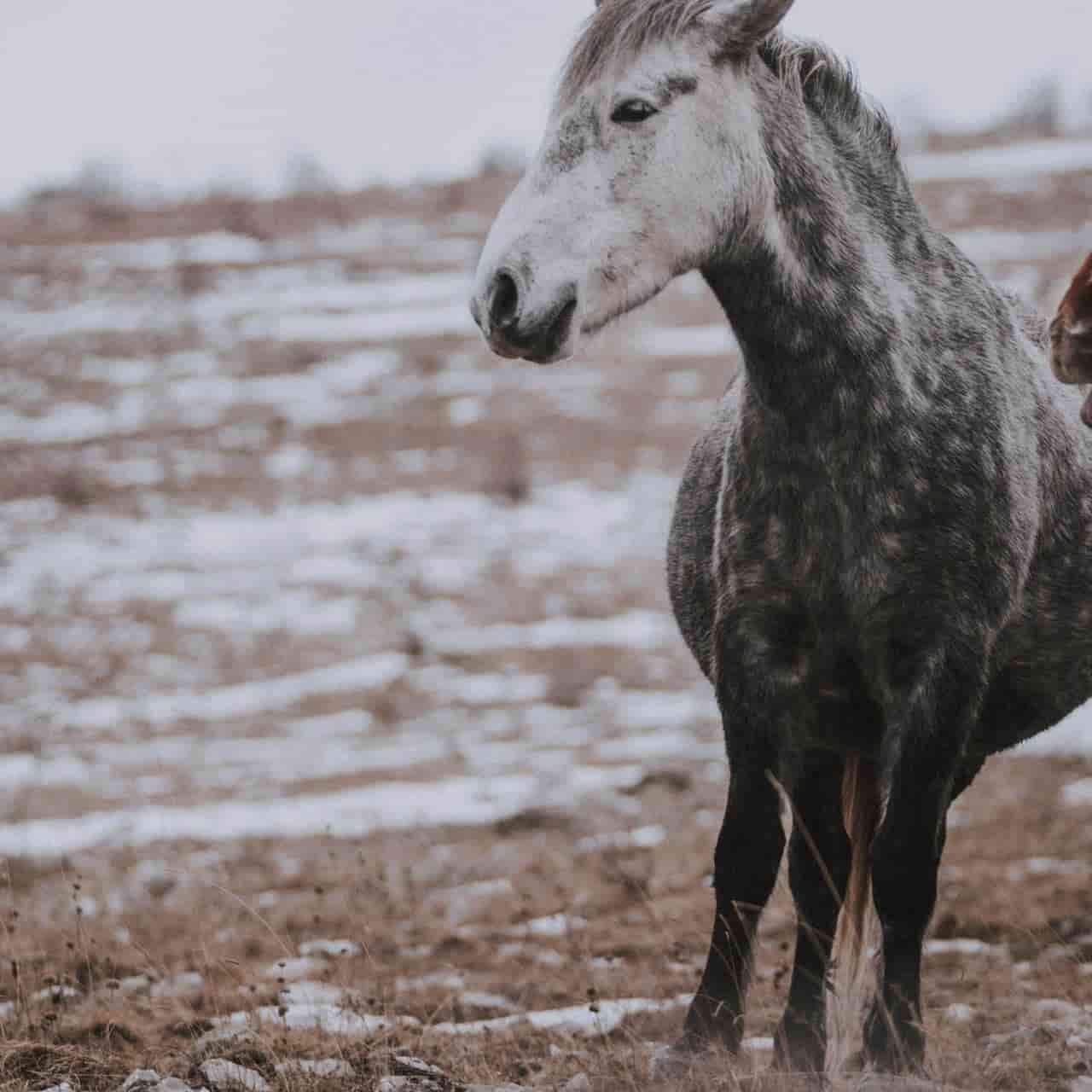 Horse affected with Thrombosis of the Caudal Aorta