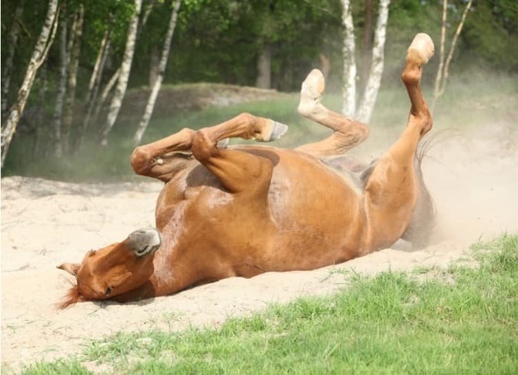 Horse is rolling on the ground due to Equine Colic
