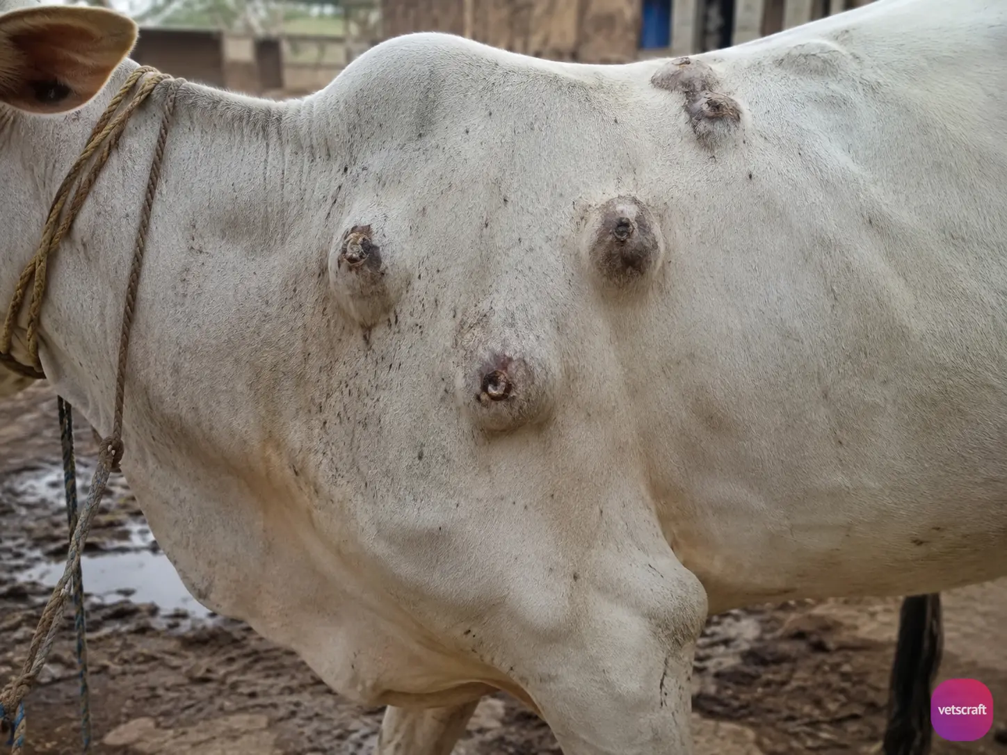 Humpsore (Cutaneous Stephanofilariasis) in a Cattle