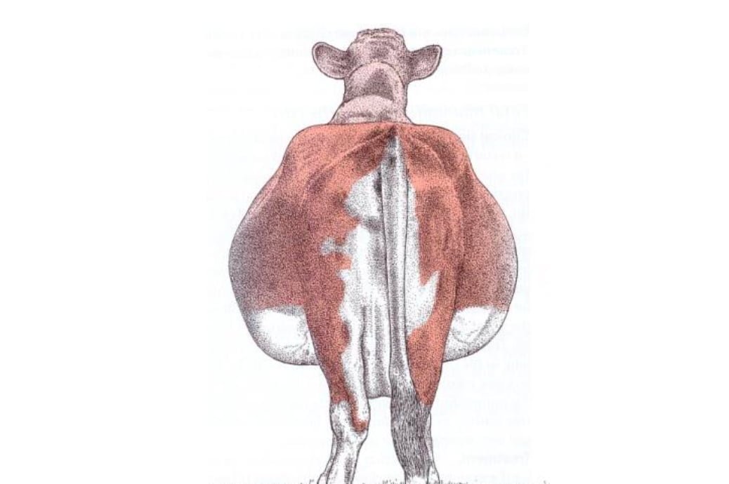 Hydrallantois in a Cow