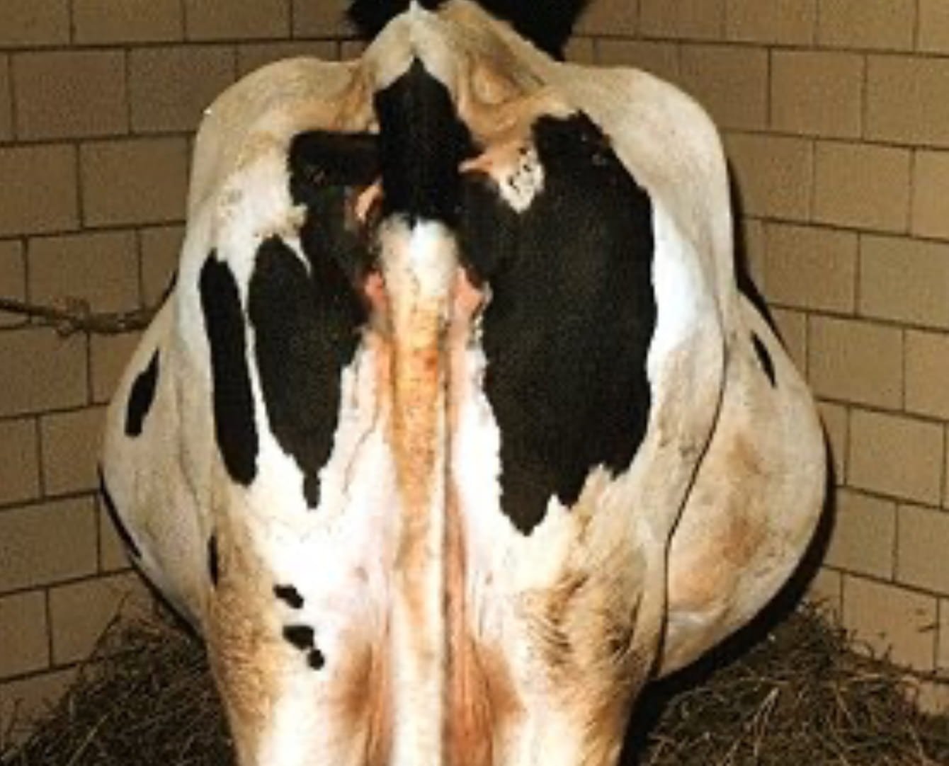 Hydramnios in a Cow