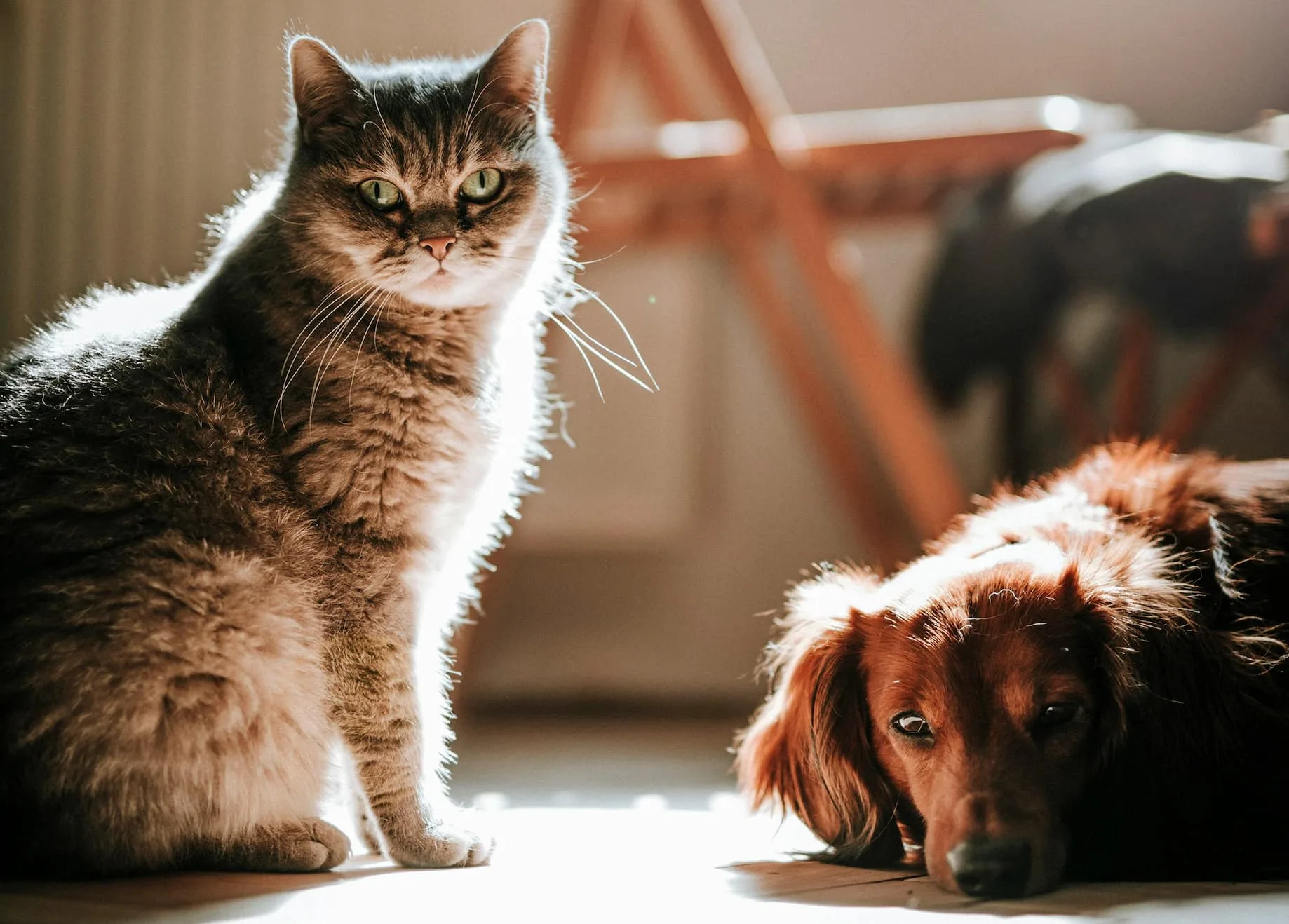 Hypertrophic Cardio Myopathy (HCM) in Dog and Cats