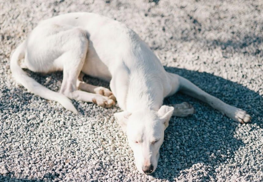 Hypoluteoidism in a Bitch