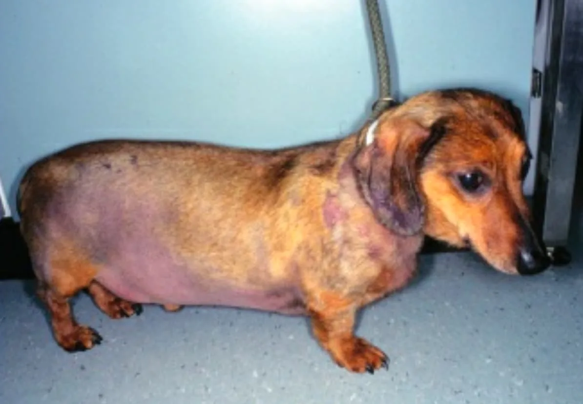 Hypothyroidism in a Dog