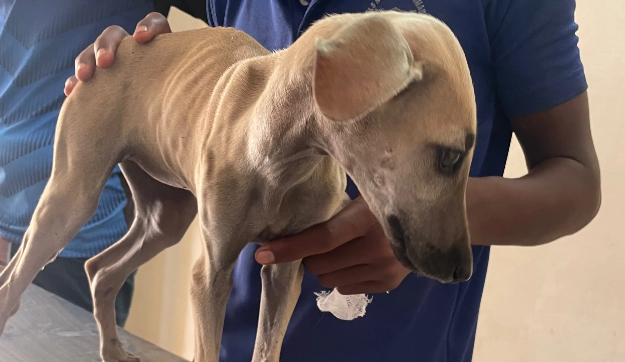 Hypothyroidism suspected in a dog by lab tT4 count