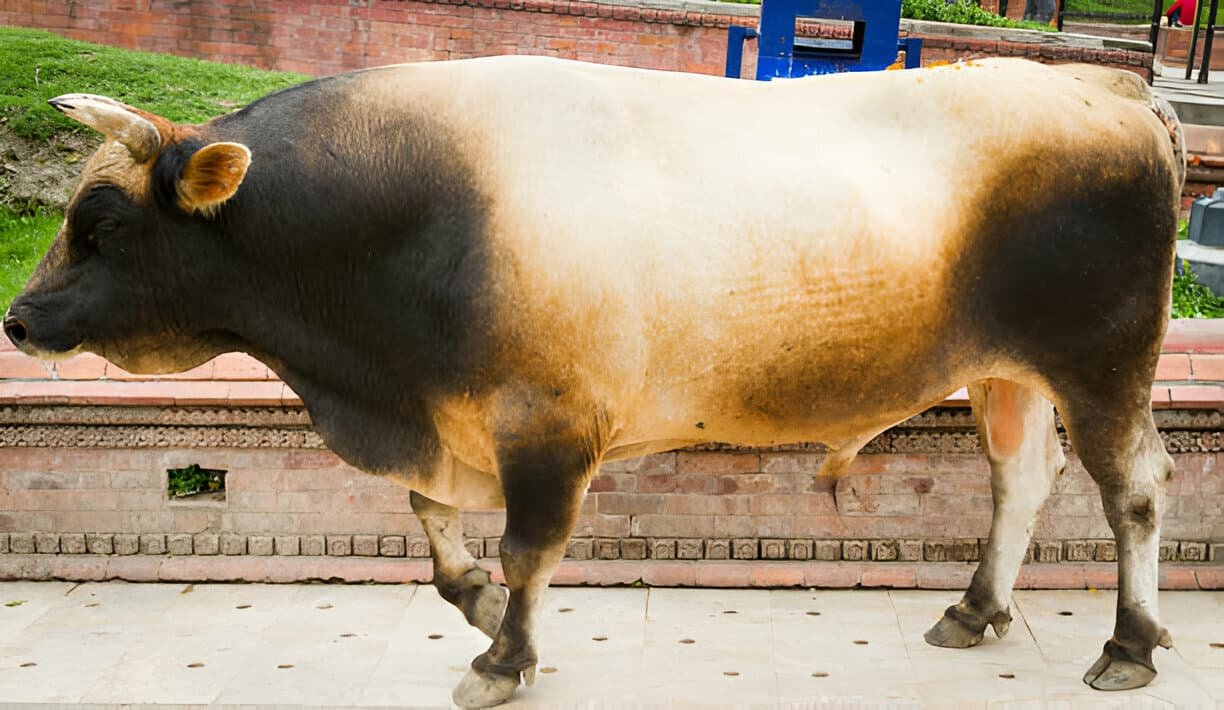 Impotentia Coeundi in a Bull