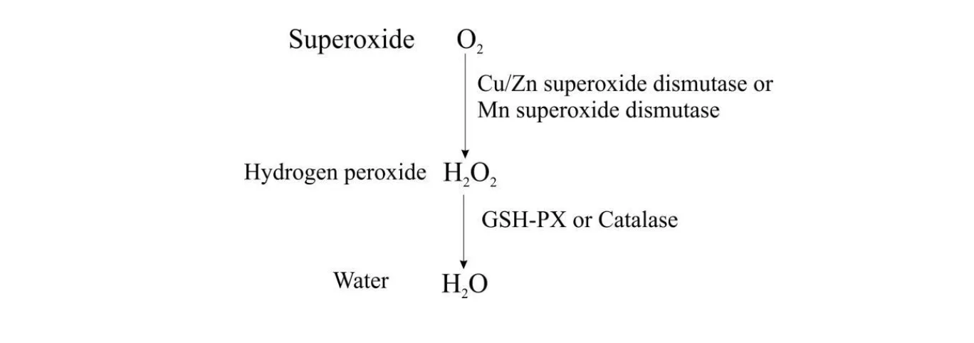 In the above process if there is a deficient of GSH-PX or catalase enzyme which leads increased accumulation of H2O2. This will leads to cell damage.
