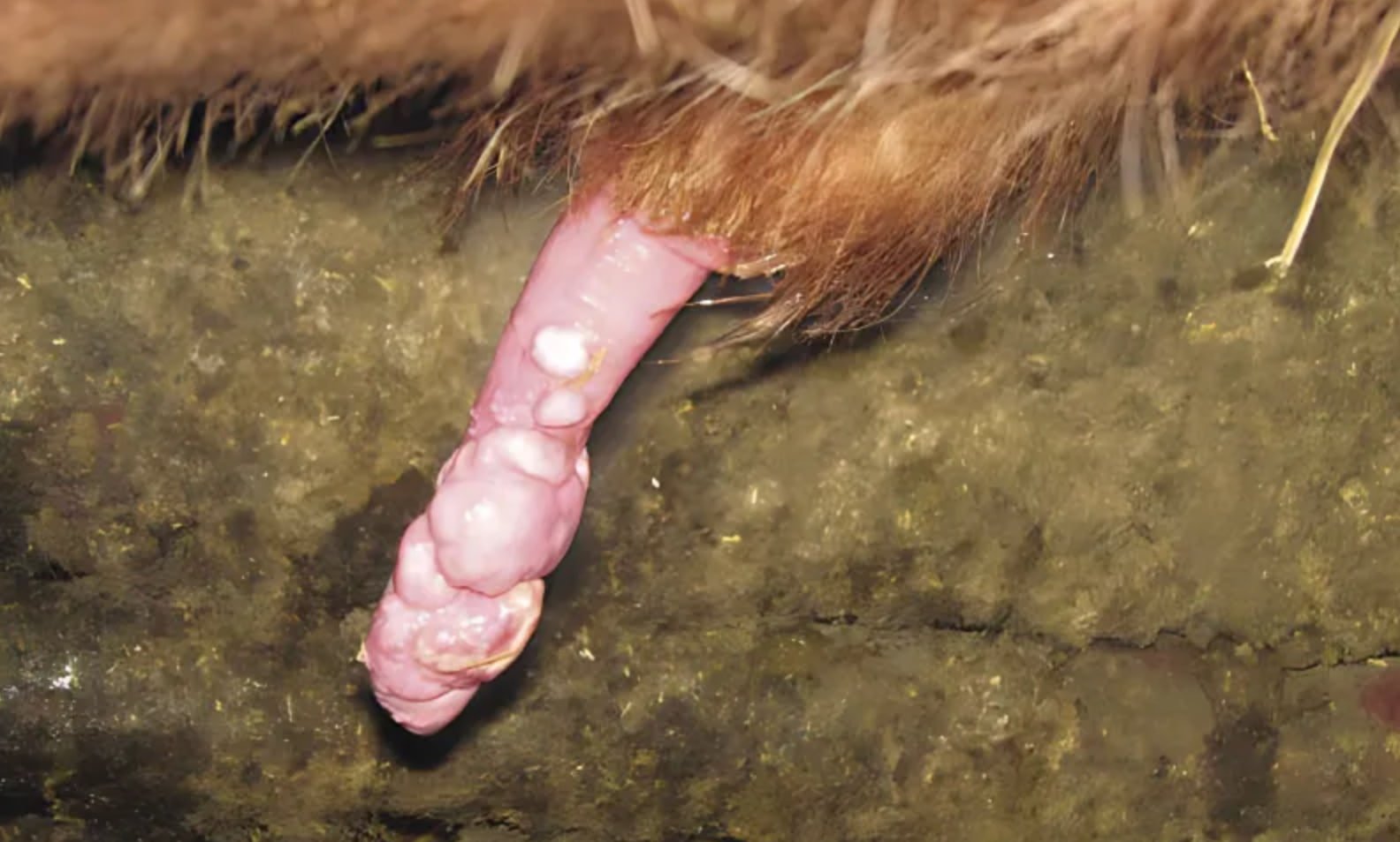 Inability to Protrude the Penis due to Tumours of Penis in a Bull