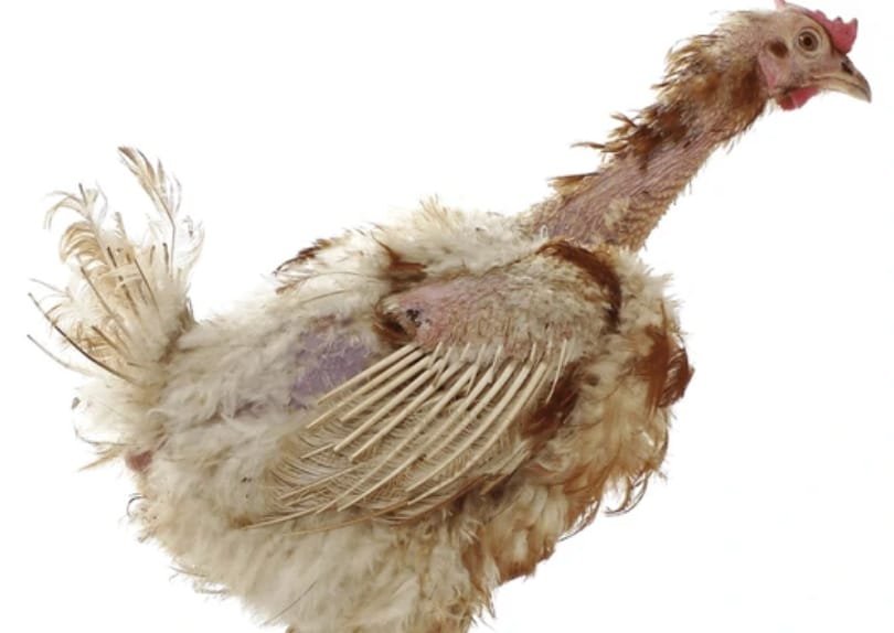 Inclusion Body Hepatitis (Hydropericardium Syndrome) in a bird