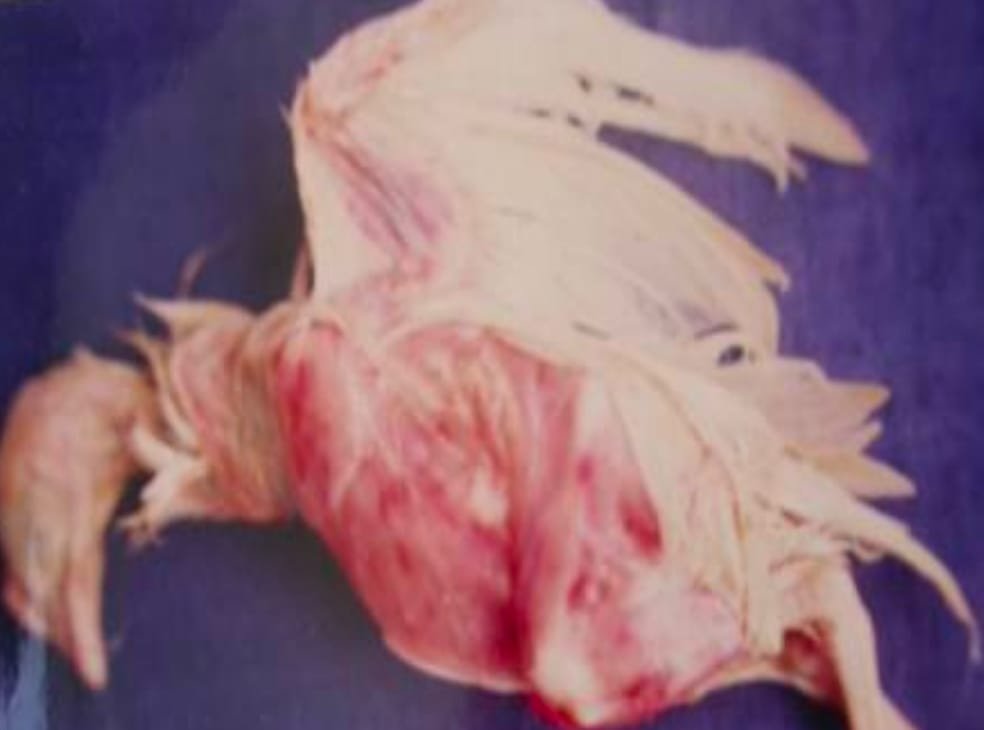 Infectious Bursal Disease (IBD) in a Bird