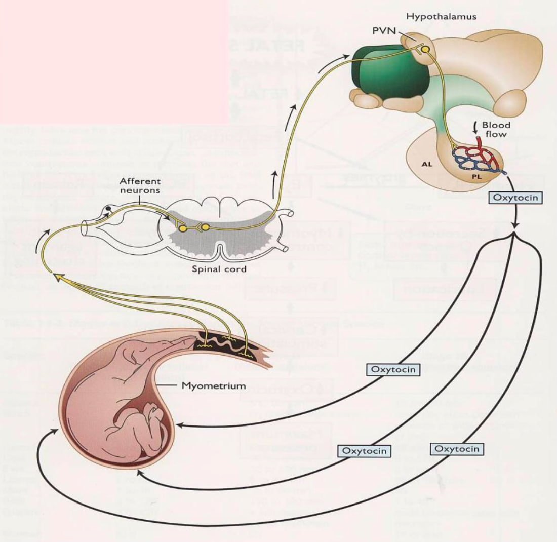 Initiation of Parturition in Animals