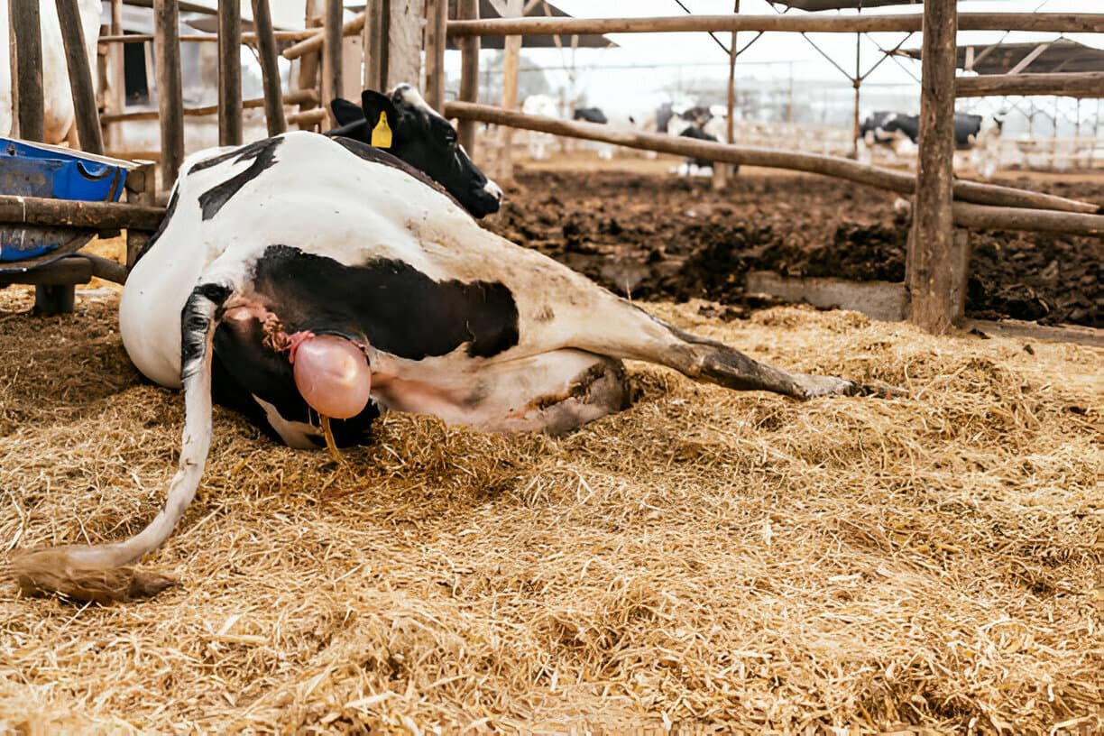 Injuries and Diseases Related to Parturition in a Cow