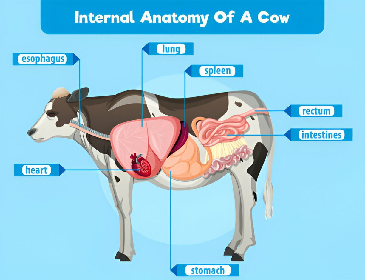 Internal Anatomy of Cow - Prolapse of the Rectum