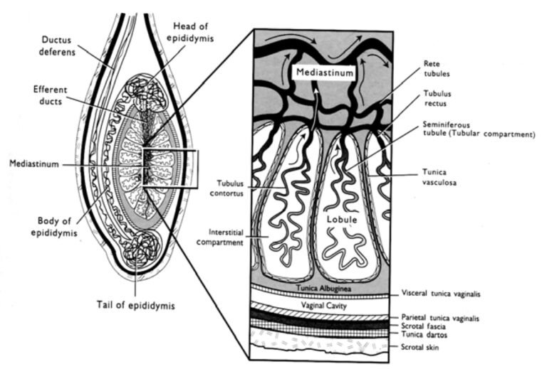 Testis (Testes) in Animals: Development, Features and Structure
