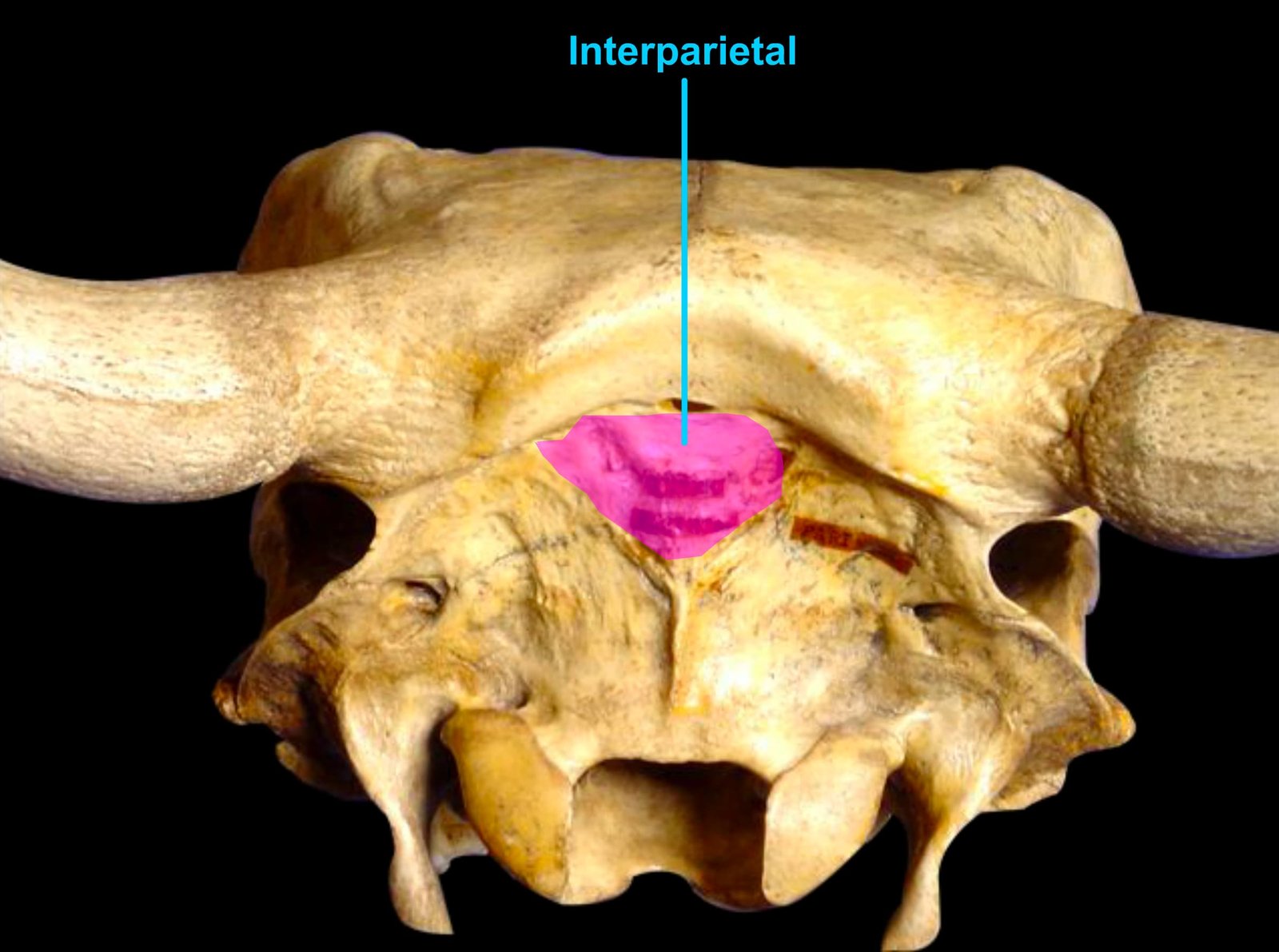 Interparietal Bone of Ox