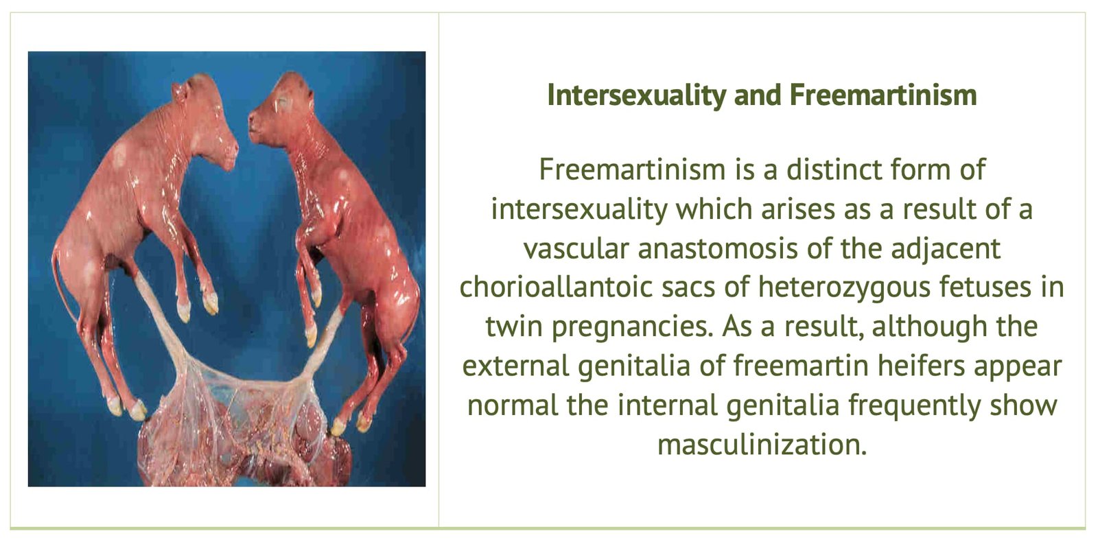 Intersexuality and Freemartinism