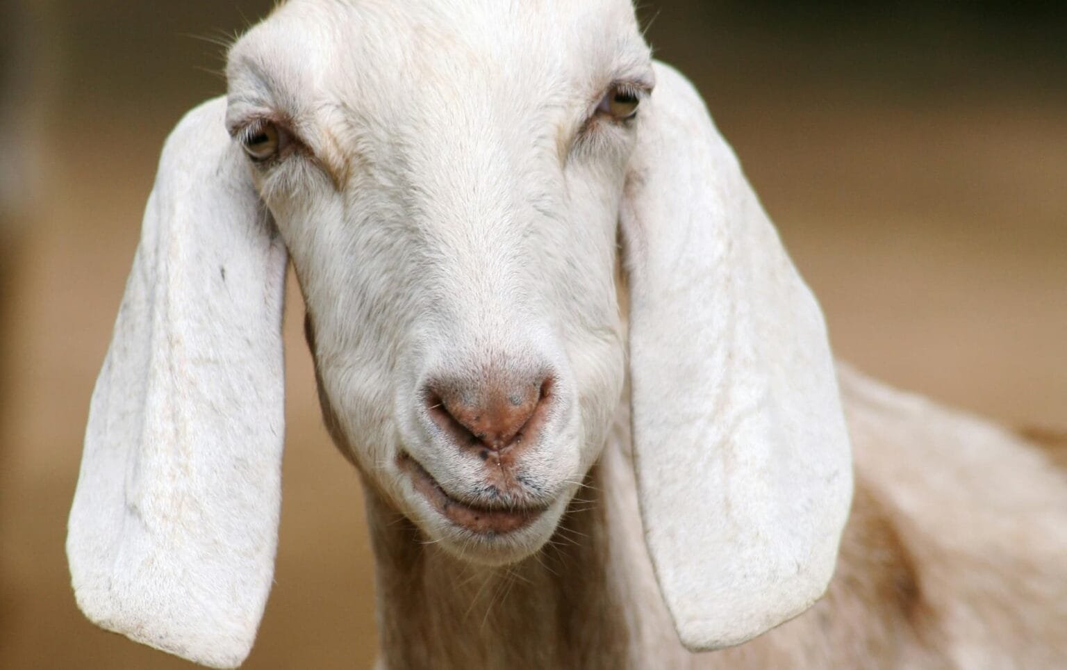 Iodine Deficiency In Lamb, Kid, Calf and Piglets